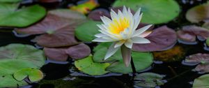 Превью обои лотос, лепестки, цветок, кувшинки, озеро, вода