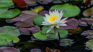 Превью обои лотос, лепестки, цветок, кувшинки, озеро, вода