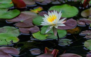 Превью обои лотос, лепестки, цветок, кувшинки, озеро, вода