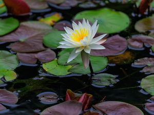 Превью обои лотос, лепестки, цветок, кувшинки, озеро, вода