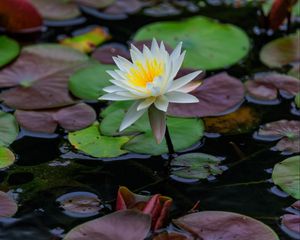 Превью обои лотос, лепестки, цветок, кувшинки, озеро, вода