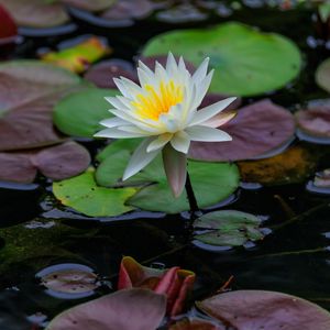 Превью обои лотос, лепестки, цветок, кувшинки, озеро, вода