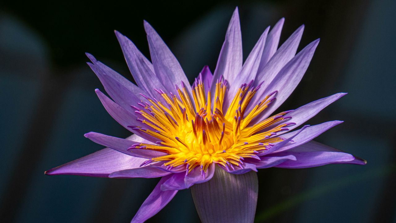 Обои лотос, лилия, кувшинка, цветок, лепестки, фиолетовый