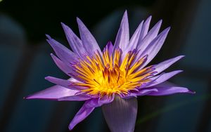 Превью обои лотос, лилия, кувшинка, цветок, лепестки, фиолетовый