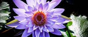 Превью обои лотос, цветок, фиолетовый, растение