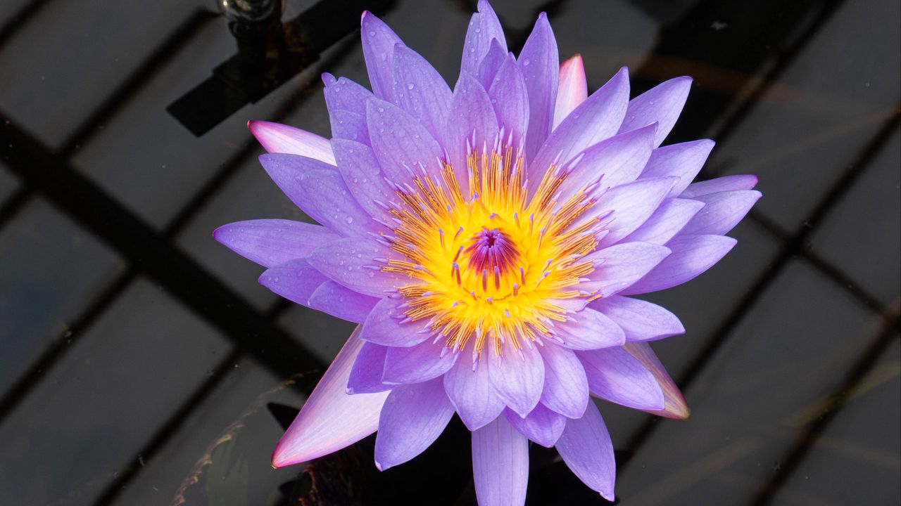 Обои лотос, цветок, лепестки, фиолетовый, макро, природа