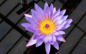 Превью обои лотос, цветок, лепестки, фиолетовый, макро, природа
