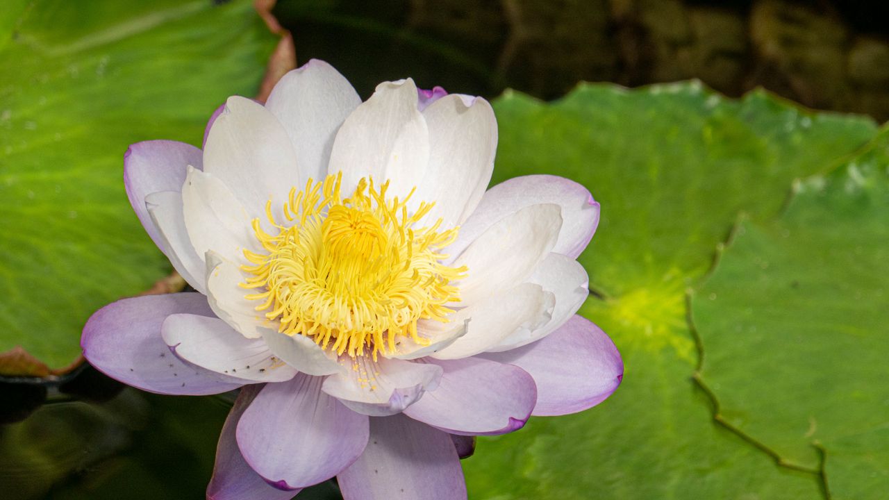 Обои лотос, цветок, лепестки, кувшинка, природа