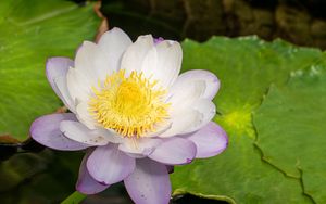 Превью обои лотос, цветок, лепестки, кувшинка, природа