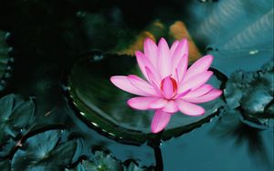 Превью обои лотос, цветок, розовый, растение, вода