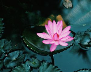 Превью обои лотос, цветок, розовый, растение, вода