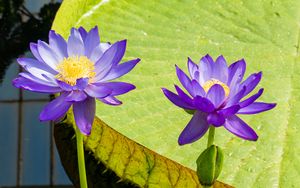Превью обои лотосы, кувшинка, цветы, лепестки, фиолетовый