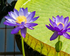 Превью обои лотосы, кувшинка, цветы, лепестки, фиолетовый