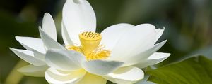 Превью обои лотус, цветок, лепестки, макро, белый
