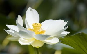 Превью обои лотус, цветок, лепестки, макро, белый