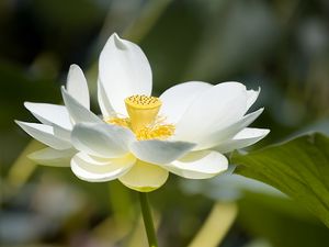 Превью обои лотус, цветок, лепестки, макро, белый