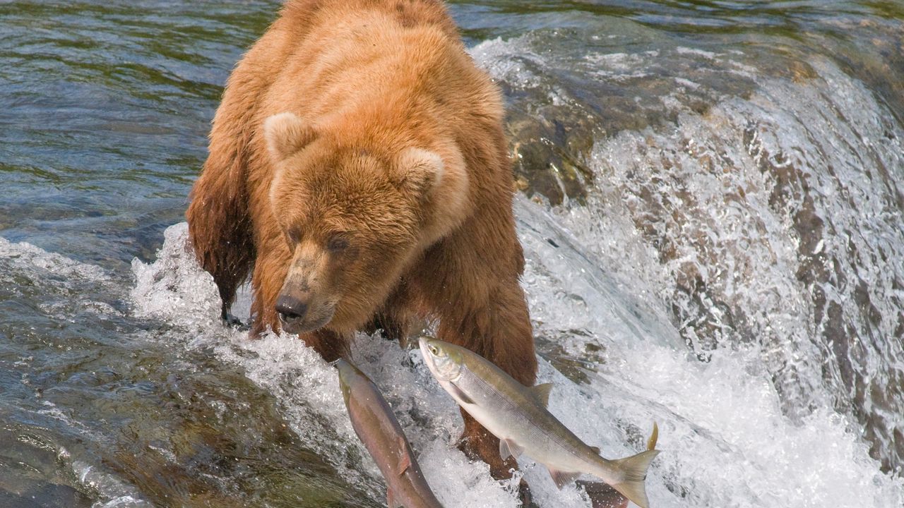 Обои ловля, медведь, вода, река, рыбы