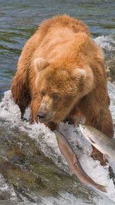 Превью обои ловля, медведь, вода, река, рыбы