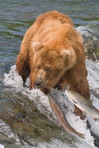 Превью обои ловля, медведь, вода, река, рыбы