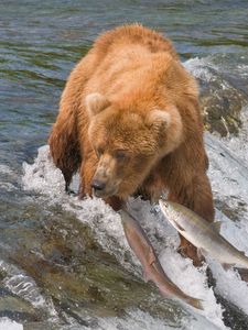 Превью обои ловля, медведь, вода, река, рыбы