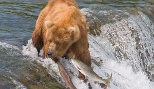 Превью обои ловля, медведь, вода, река, рыбы