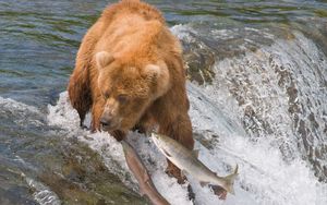 Превью обои ловля, медведь, вода, река, рыбы