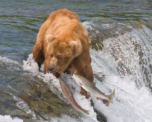 Превью обои ловля, медведь, вода, река, рыбы