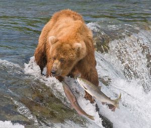 Превью обои ловля, медведь, вода, река, рыбы