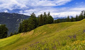Превью обои луг, деревья, холм, природа, пейзаж, зеленый