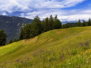 Превью обои луг, деревья, холм, природа, пейзаж, зеленый