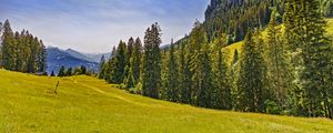 Превью обои луг, деревья, лес, трава, природа