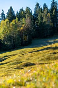 Превью обои луг, деревья, пейзаж, природа, трава