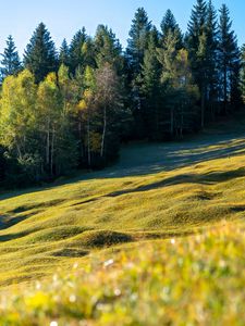 Превью обои луг, деревья, пейзаж, природа, трава