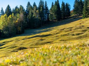Превью обои луг, деревья, пейзаж, природа, трава