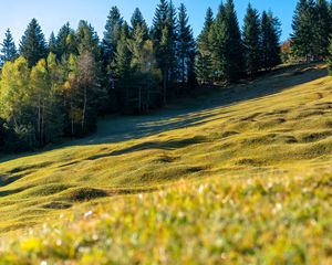 Превью обои луг, деревья, пейзаж, природа, трава