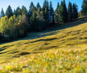 Превью обои луг, деревья, пейзаж, природа, трава