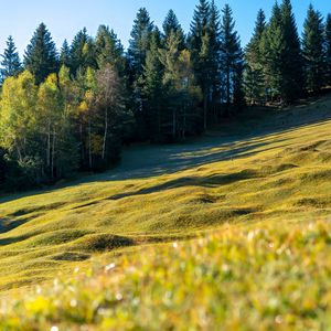 Превью обои луг, деревья, пейзаж, природа, трава