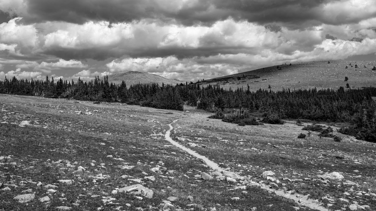 Обои луг, деревья, тропа, чб, природа