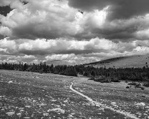 Превью обои луг, деревья, тропа, чб, природа