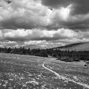 Превью обои луг, деревья, тропа, чб, природа