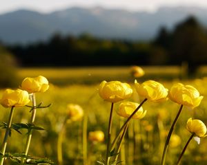 Превью обои луг, купальница, размытость, цветы