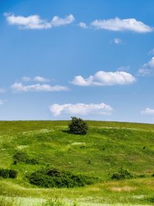Превью обои луг, трава, кусты, холм, пейзаж