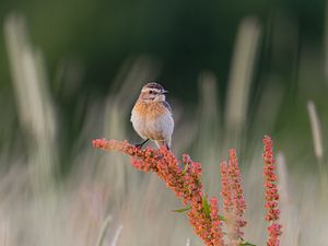 Превью обои луговой чекан, птица, колосья, ветки