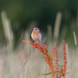 Превью обои луговой чекан, птица, колосья, ветки