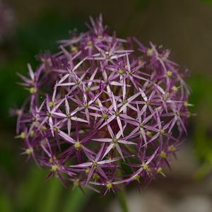 Превью обои лук кристофа, цветы, лепестки, растение, макро, фиолетовый