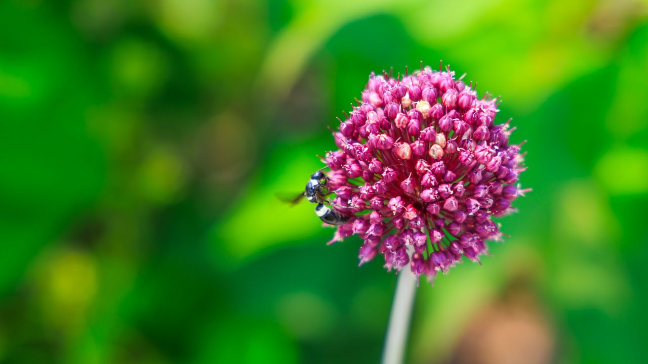 Обои лук, цветок, пчела, макро, фиолетовый