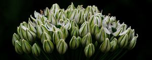 Превью обои лук, цветы, соцветие, макро, темный