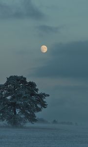 Превью обои луна, деревья, кусты, сумерки, вечер