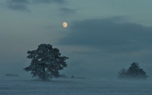 Превью обои луна, деревья, кусты, сумерки, вечер