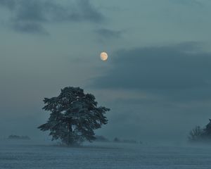 Превью обои луна, деревья, кусты, сумерки, вечер